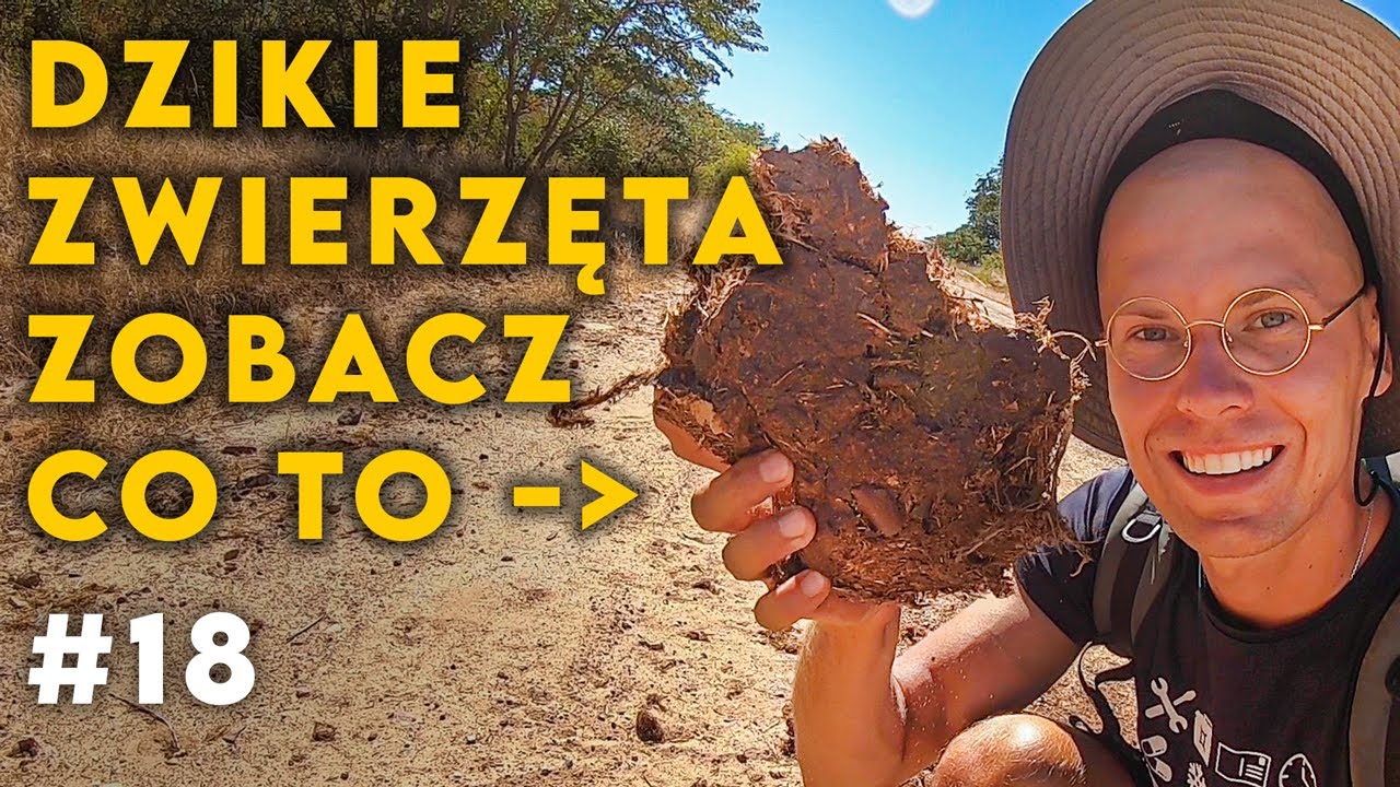 ZWIERZĘTA W AFRYCE czy są groźne? - Botswana