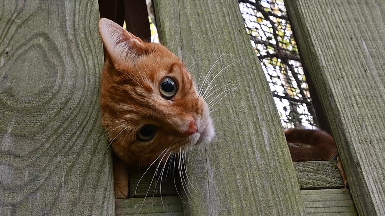 Danny the ginger cat from Cornwall has fun on the climbing frame