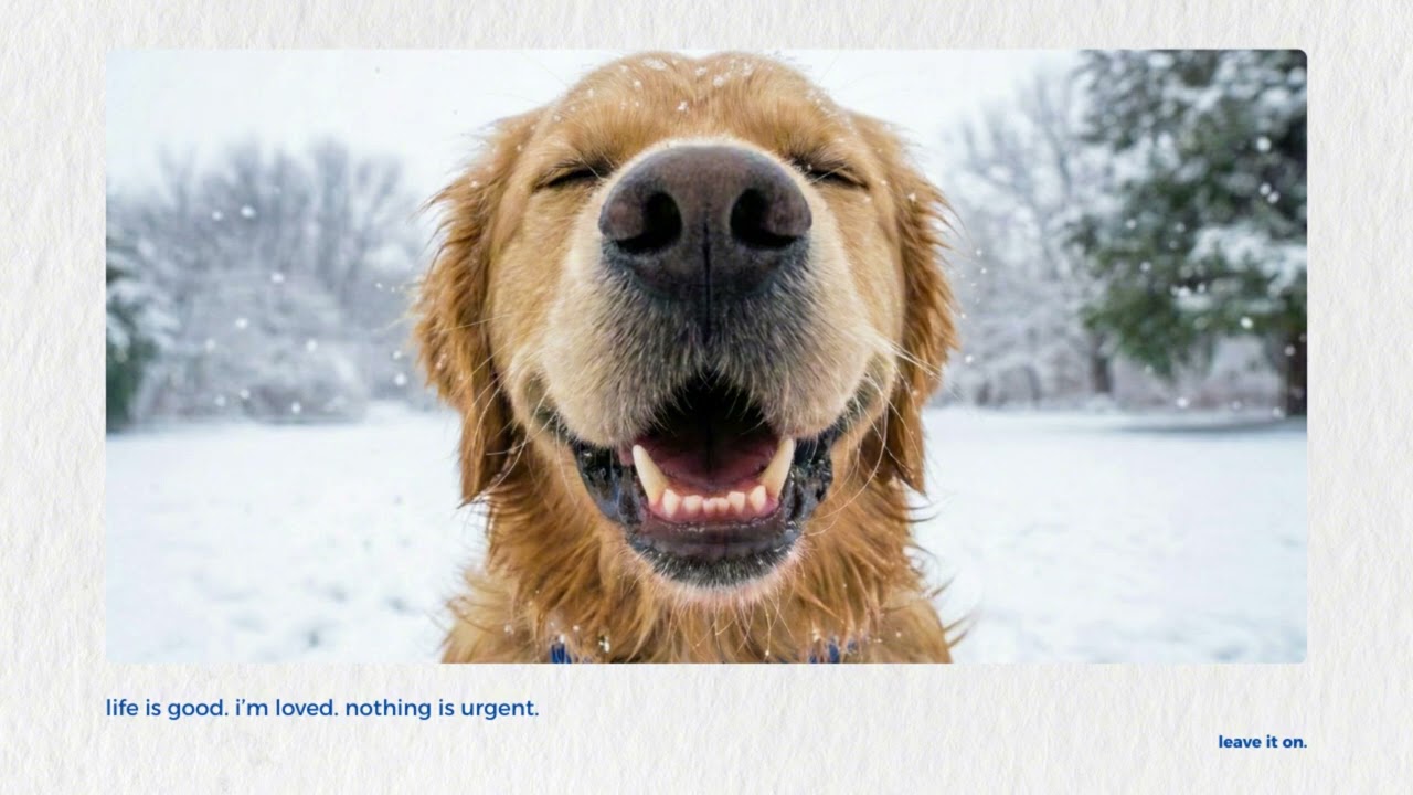 happy golden retriever playlist | cozy lo-fi r&b house | 행복한 골든 리트리버 플레이리스트 | 포근한 로파이 R&B 하우스