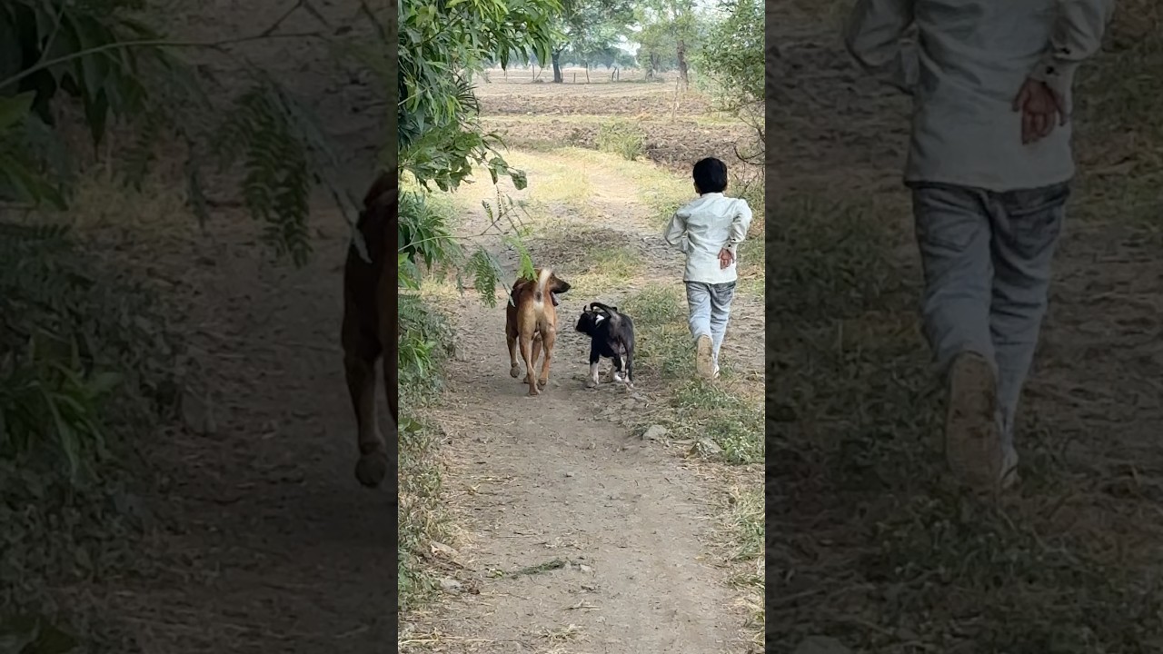 Pitbull Ne Attack Kar Diya🫨😲||• 