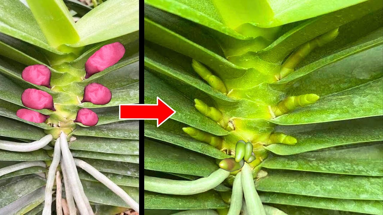 Чудесным образом этот простой трюк заставляет орхидеи сразу же давать много бутонов.