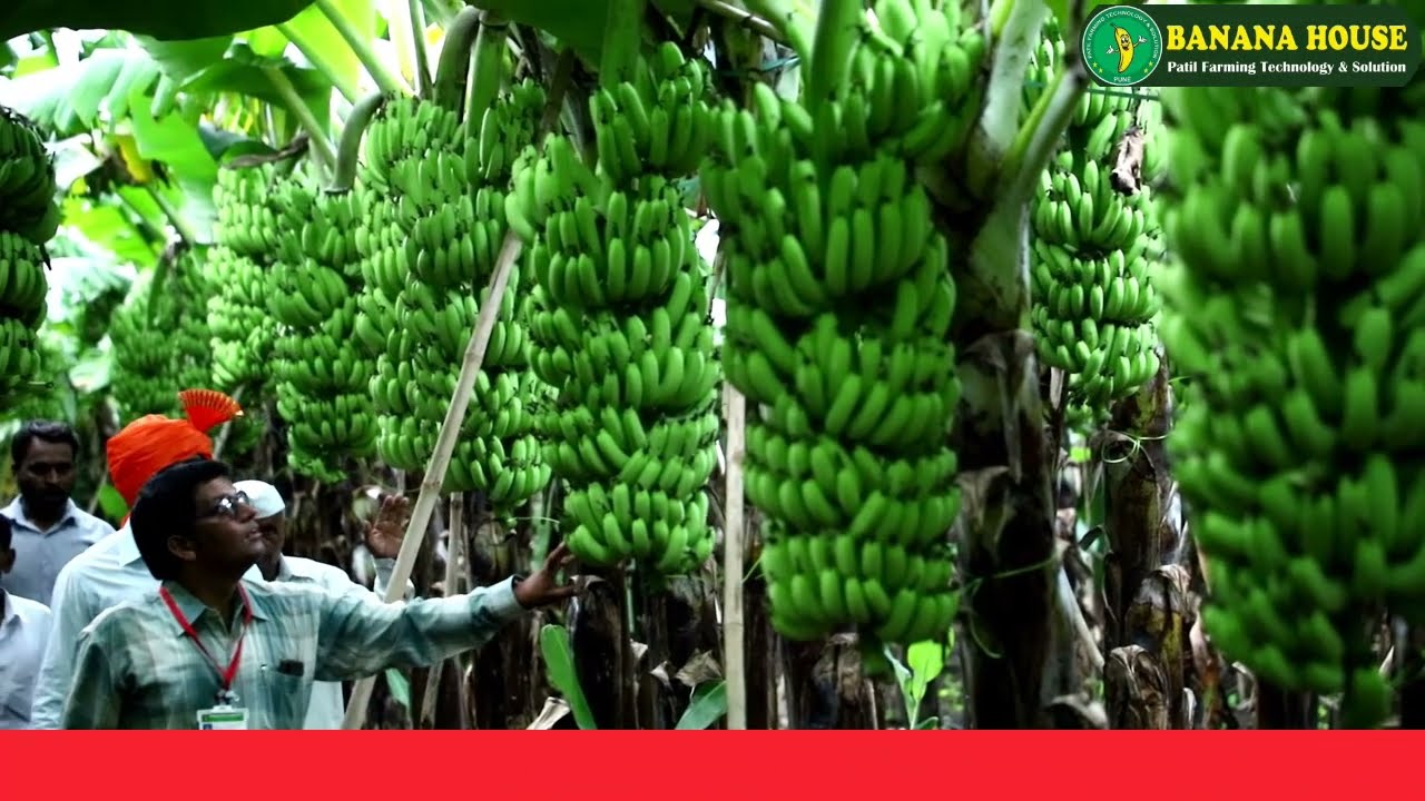 BANANA HOUSE उस्मानाबाद : केळी लागवड यशोगाथा जाधव बंधु | टिशूकल्चर केळी रोपे मार्गदर्शन | Pandharpur