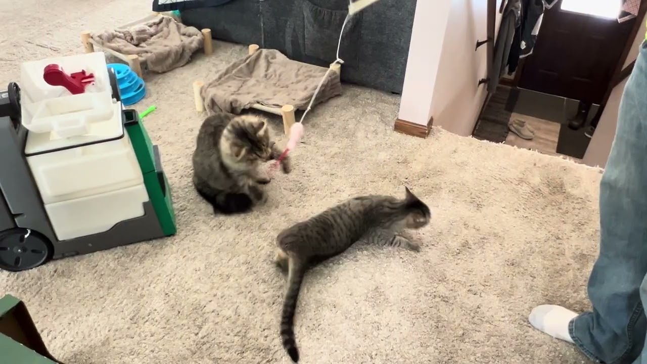 Playing with the wand toy #cats #crazycat #catplaying 