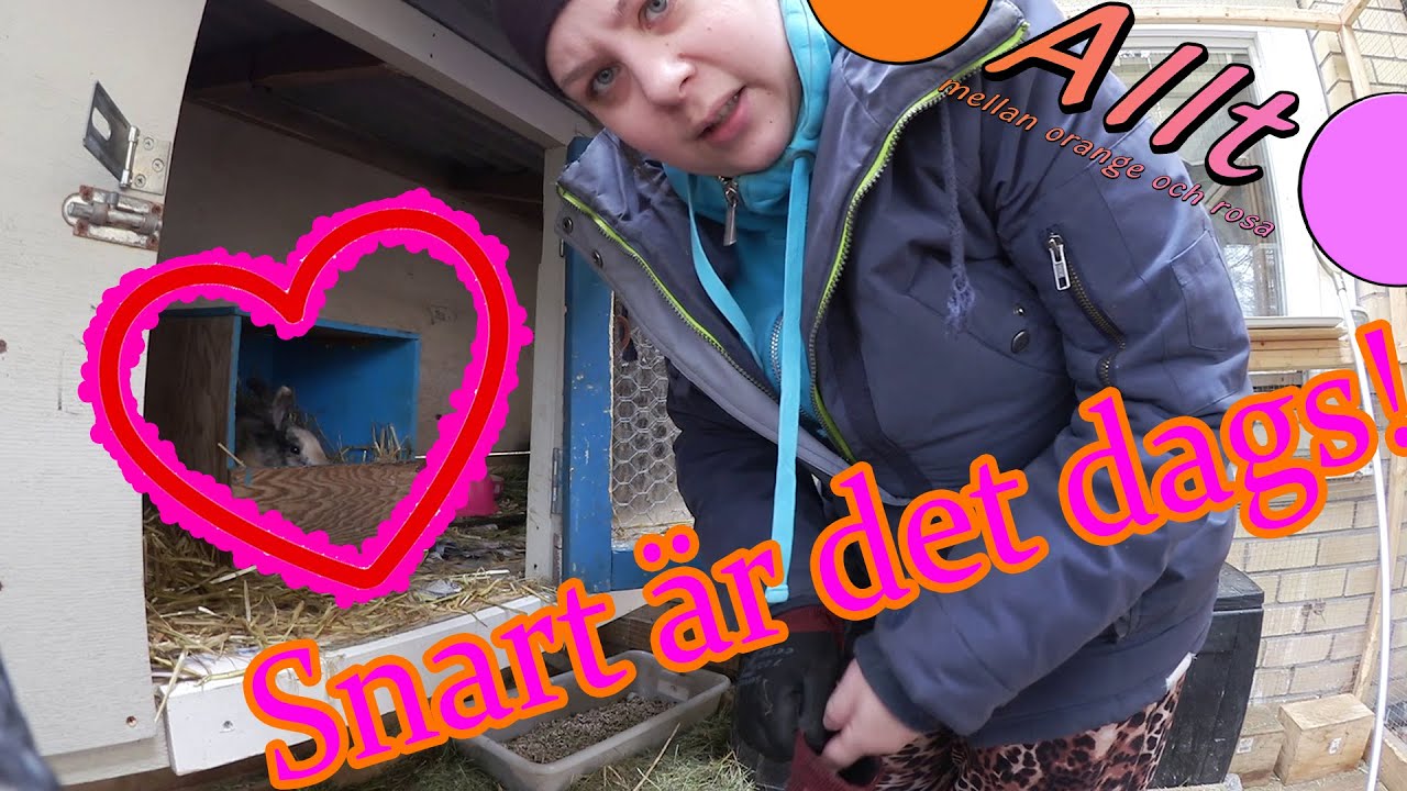 Cissi kommer få kaninungar! Del 1 | Vlogg 132