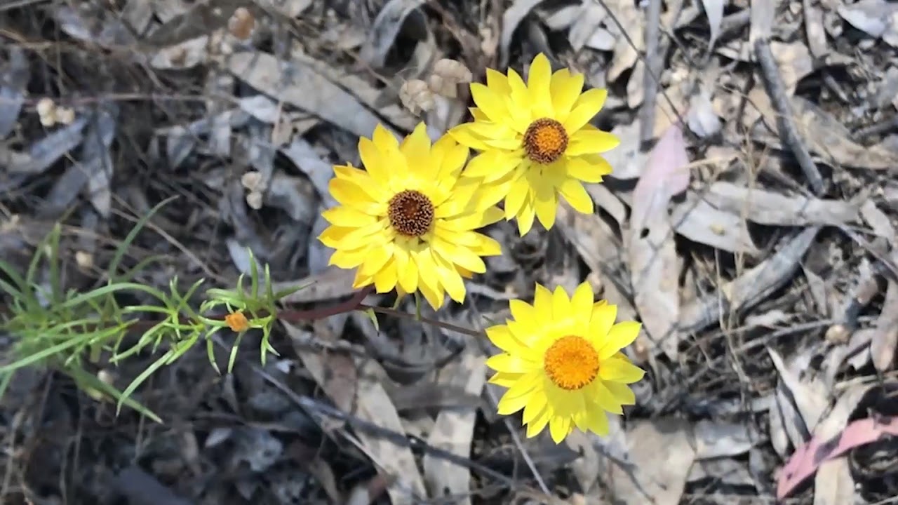 Costerfield Revegetation