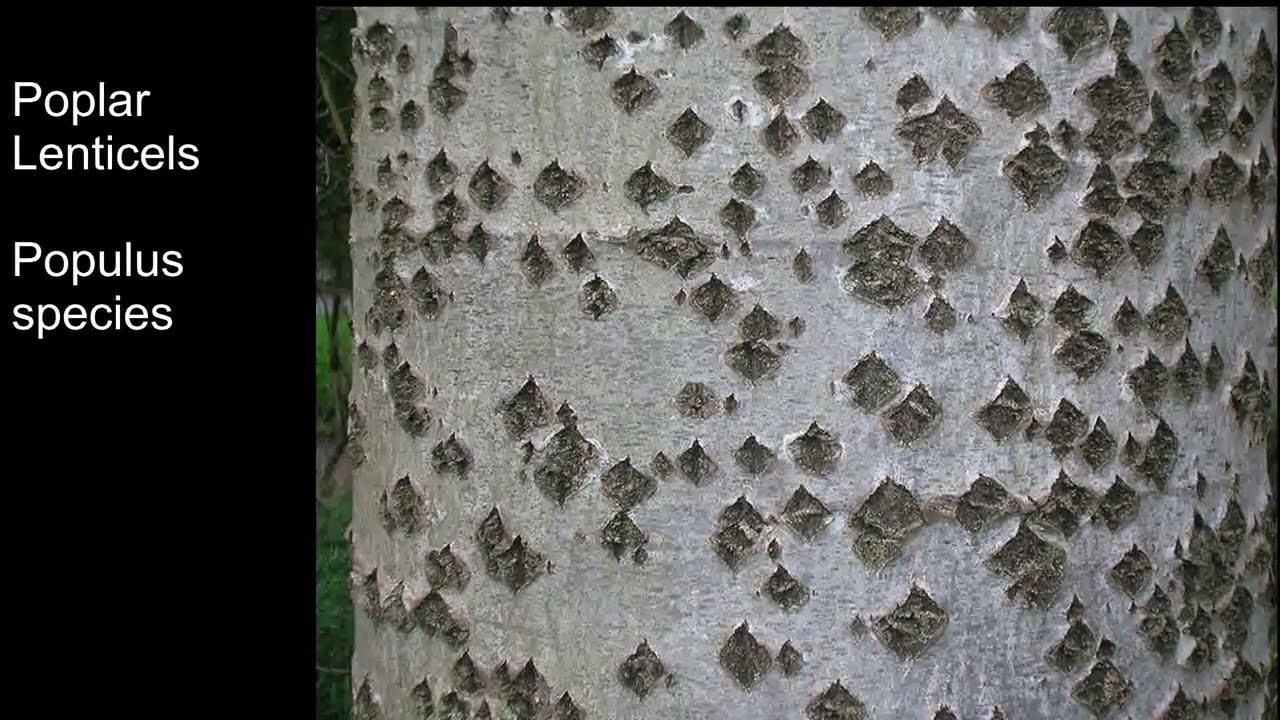 Чечевички — как дышат деревья.