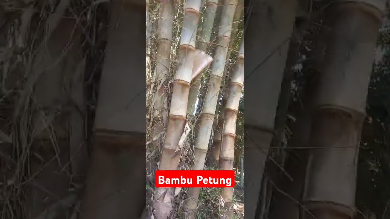 Bambu Langka#hutan