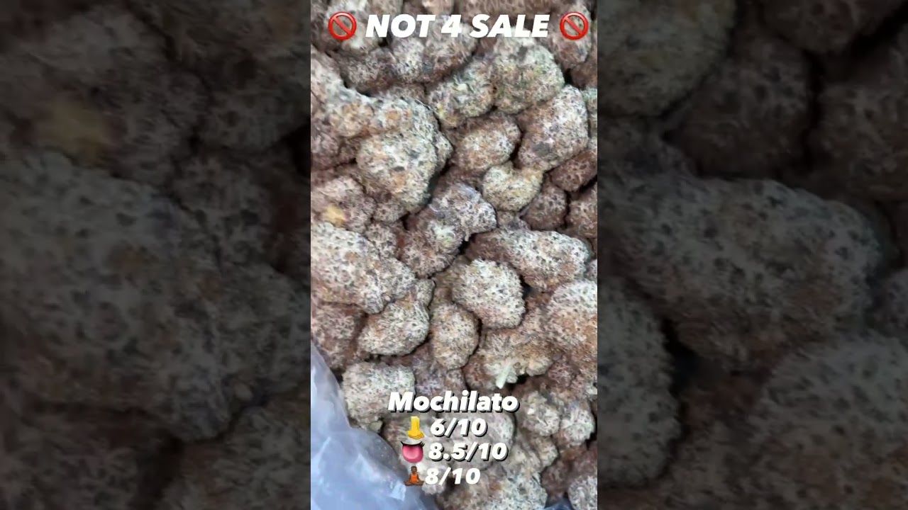 Mochilato pound review #viral #shorts #420 #zaza #indica #sativa #exotic #lb #gas #bowl #viralshorts