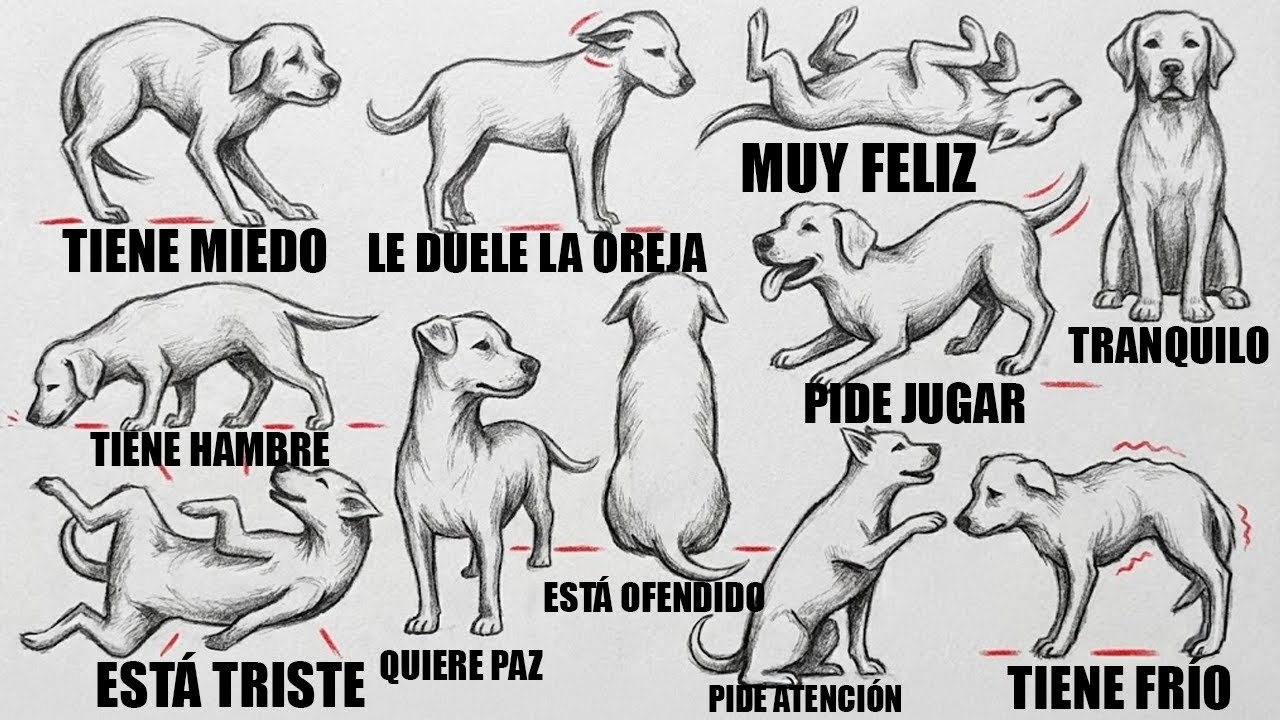 Cómo ENTENDER MEJOR a Tu Perro (Explicación del Lenguaje Corporal)