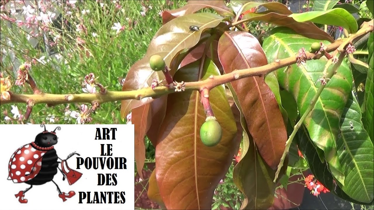Tuto jardin: Semis de manguier: culture, plantation, entretien, (Mangifera indica): Plante verte