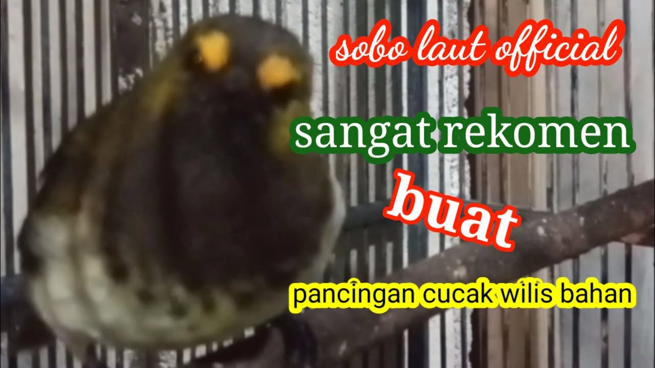 cucak wilis gacor, sangat rekomen buat, pancingan, cucak wilis, bahan