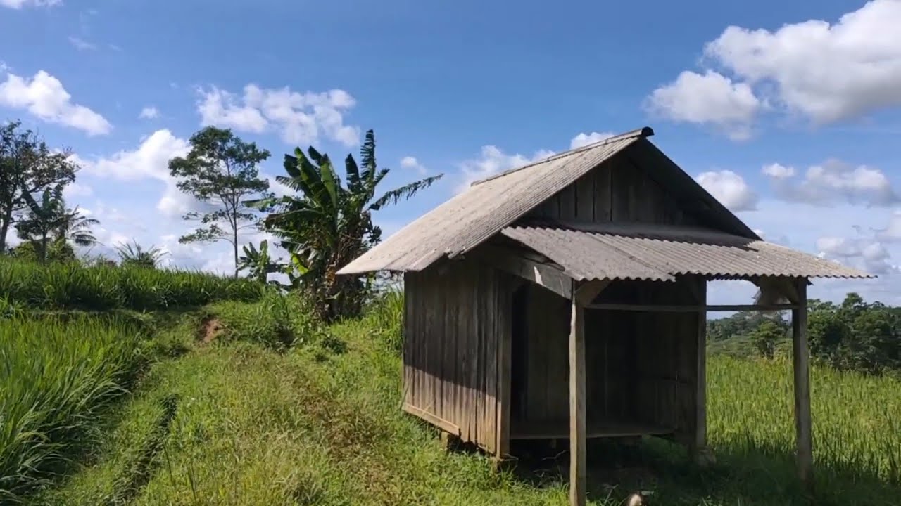 Indah Banget Suasana kampung Yang Kulewati Kampung Cinangka Menuju Lewi Petey