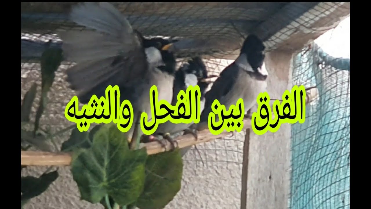 #الفرق_بين_الفحل#والنثيه أسهل وأحسن طريقه تعرف بيه بلابلك نثيه أو فحل