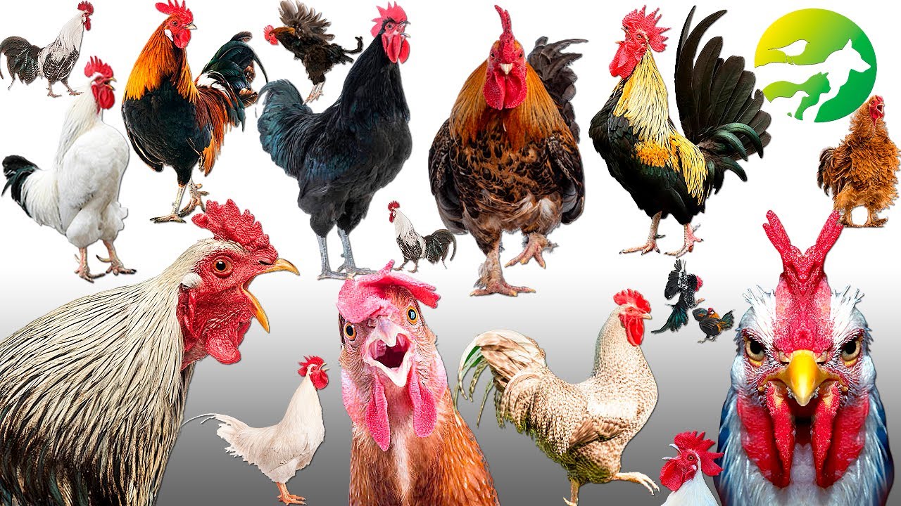 Learn The Rooster Classification - Characteristics of Animals