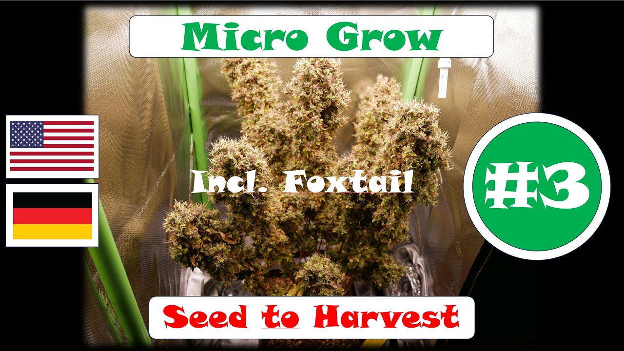 Micro Grow #3 &ndash; incl. Foxtail &ndash; Seed to Harvest &ndash; Autoflower Indoor