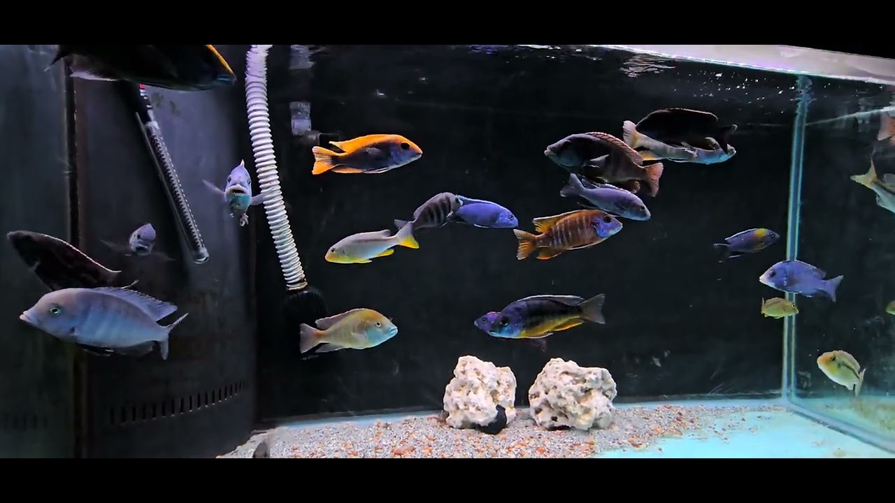 update  on my african  cichlids