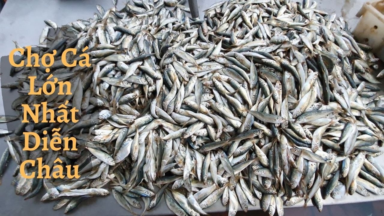 Cảng Chợ Cá Lớn Nhất Diễn Châu Sáng Sớm Đầy Tôm Cá