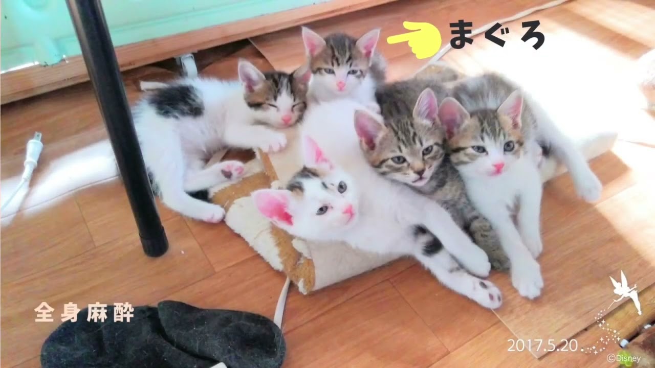 オレまぐろ🐱