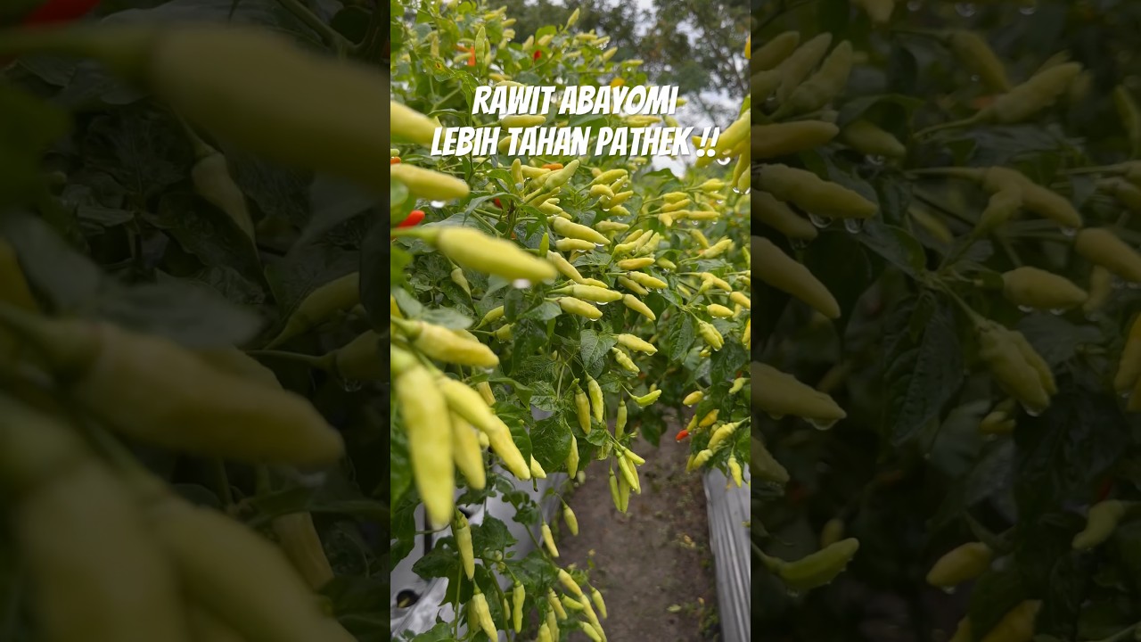 TAHAN PATHEK !! Rawit Abayomi. Lebat. Harga jual buah tergolong paling mahal. Benih Unggul.