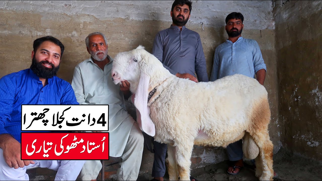 Gabbar Big kajla Chatra In 4 Teeths Ustad Mitho Ki Tyari Lahore 2024