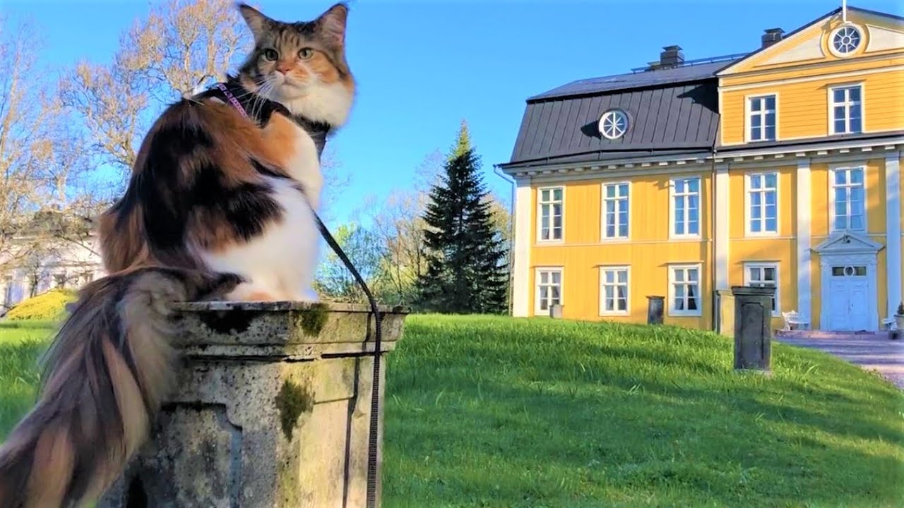 Maine Coon Cat: Visiting a Historical Garden