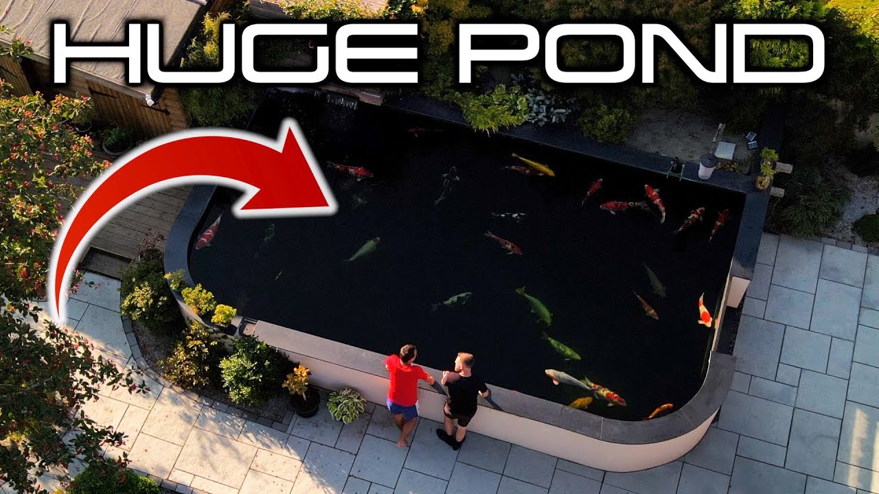 STUNNING 11,500 GALLON POND WITH AMAZING KOI COLLECTION 👀