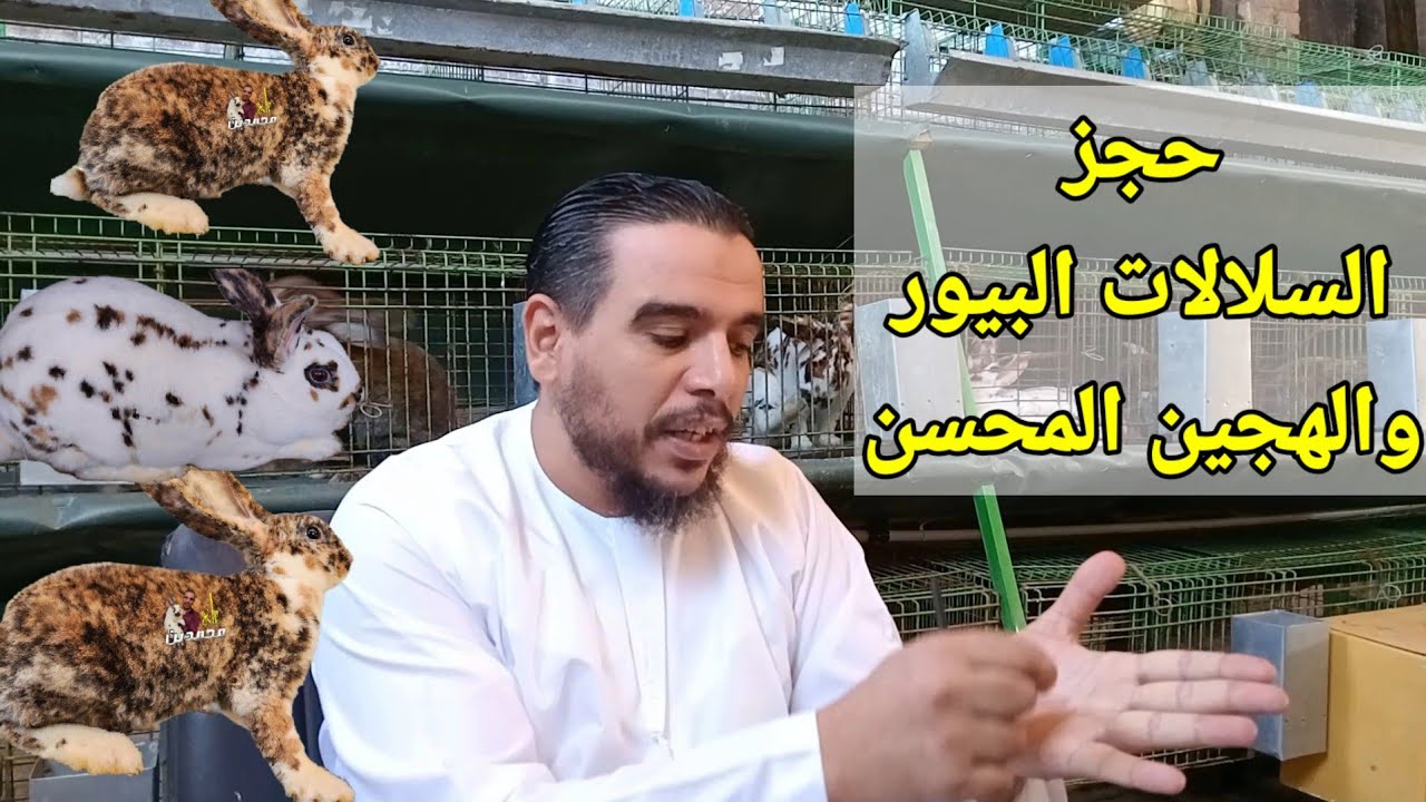 طريقة حجز السلالة في مزارع علي محمدين للسلالات  الارانب البيور والهجين المحسن🌹