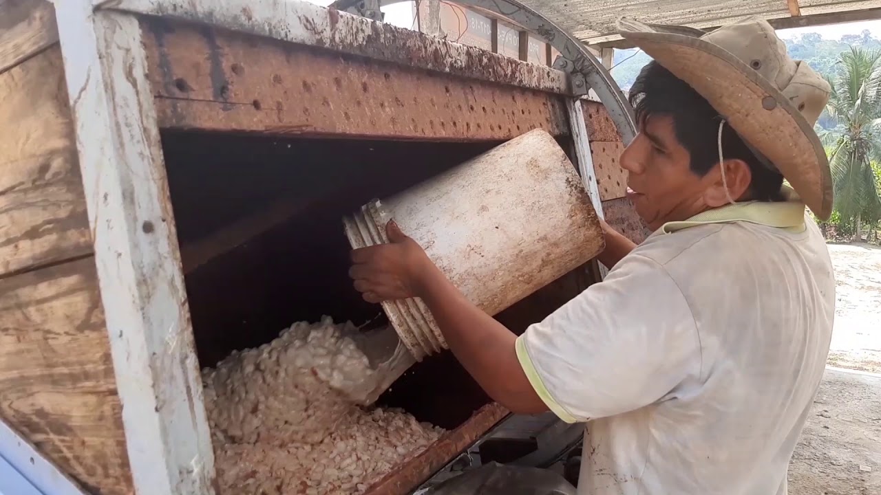 Fermentador de cacao automatizado da ganancias a los productores