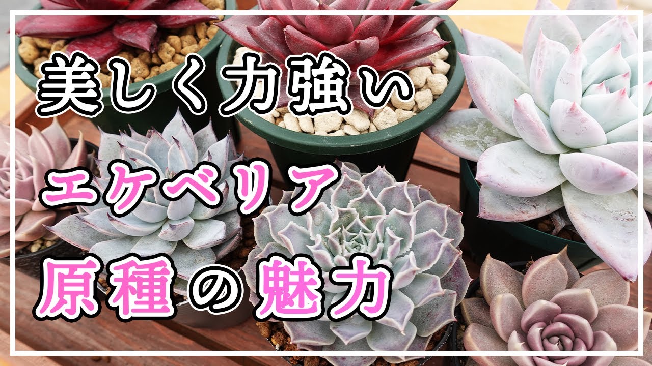 【多肉植物】原種の魅力はここです！