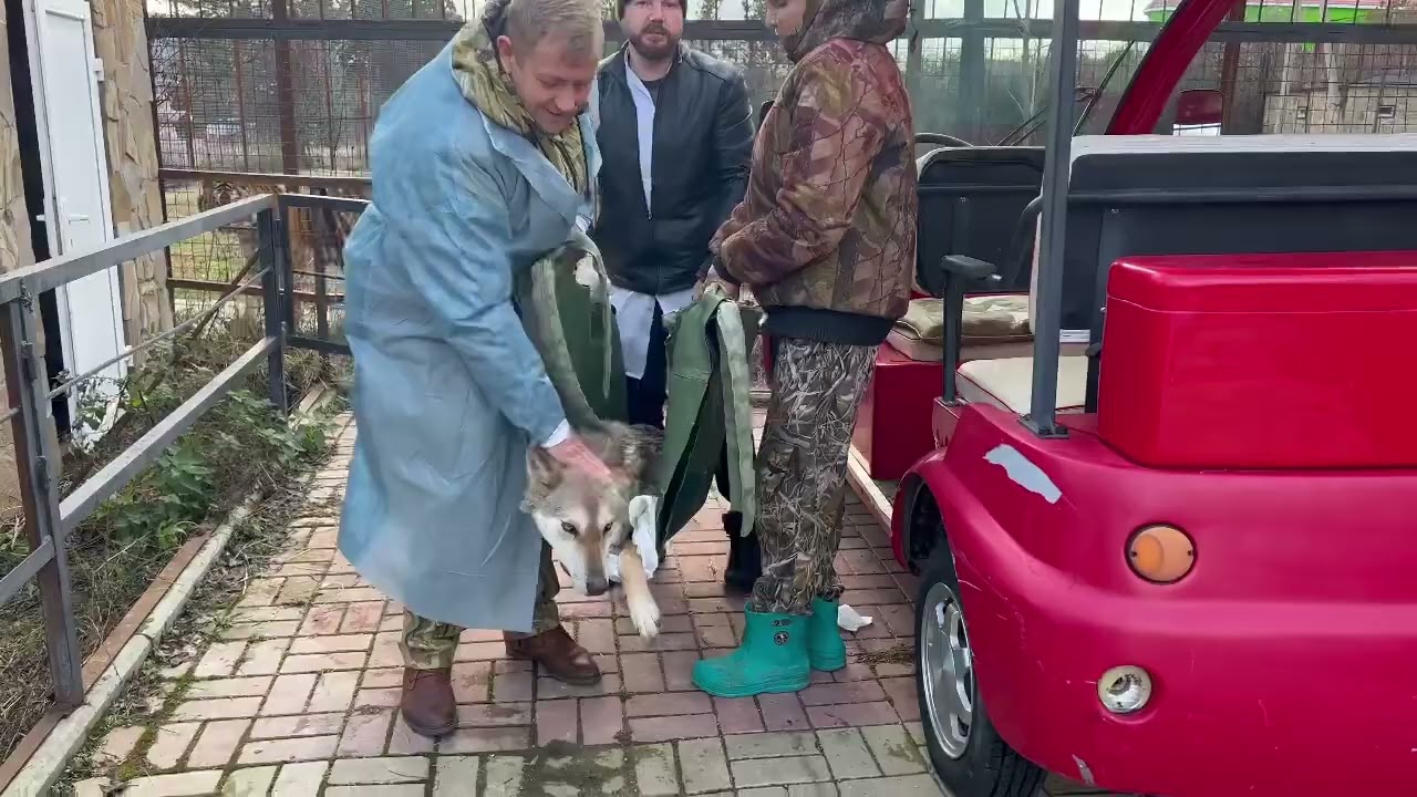 Херсонская волчица просто лежала и ждала, когда Крымские врачи из 