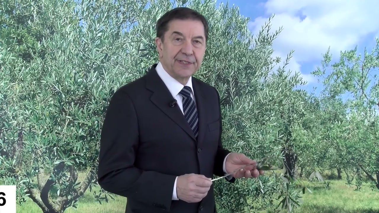 Olivo, misure di igiene per prevenire la diffusione di patogeni