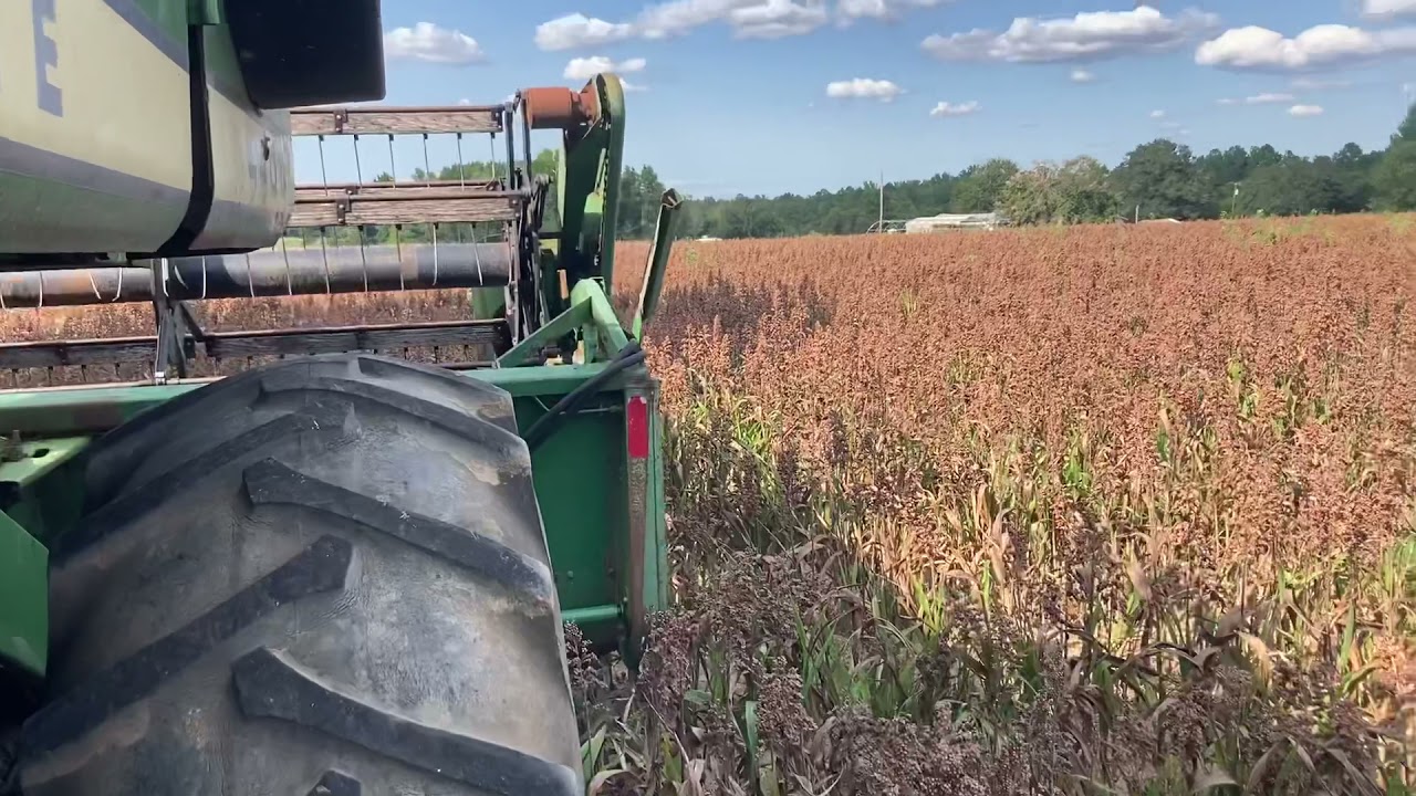 Custom harvesting grain sorghum!