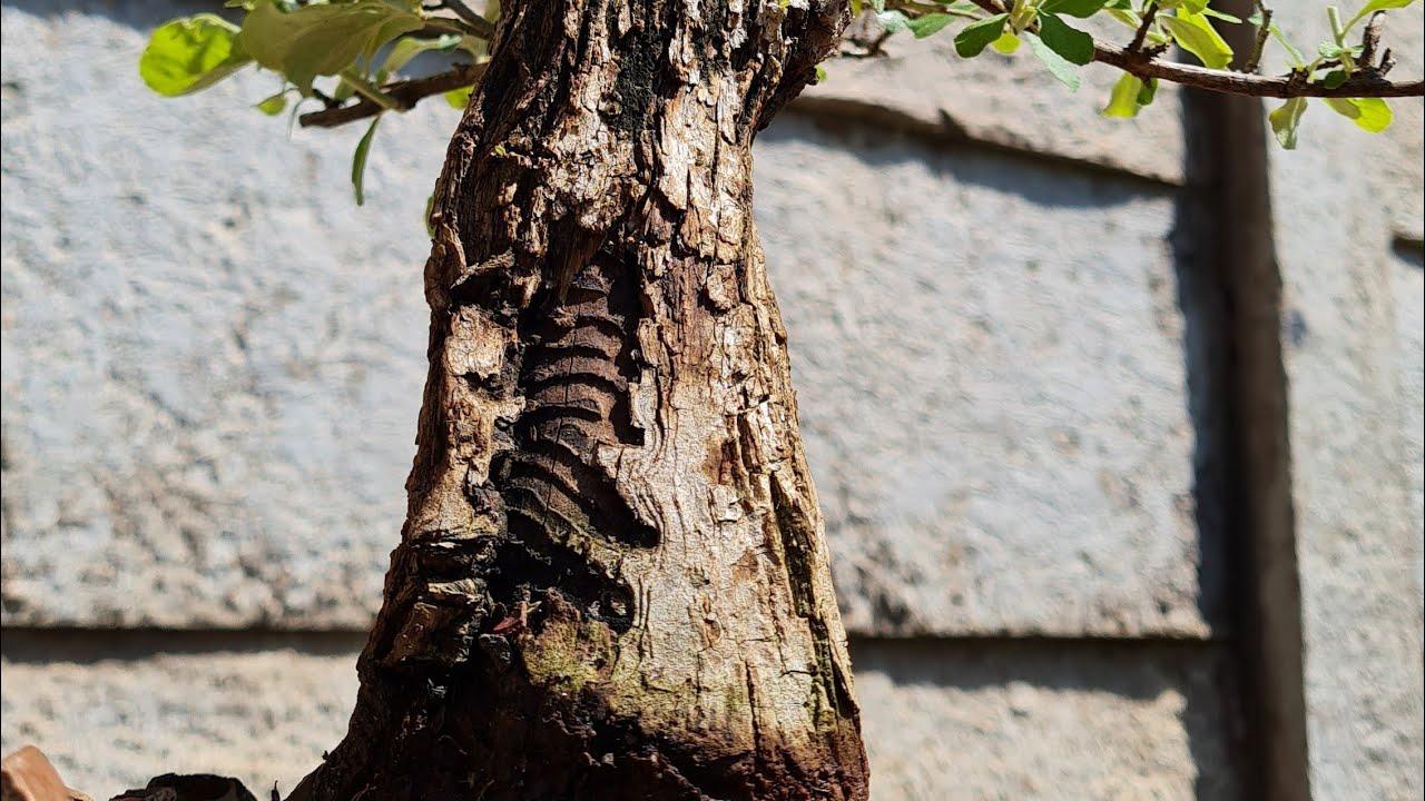 REPOTTING a CAMPHOR tree BONSAI (Rare)