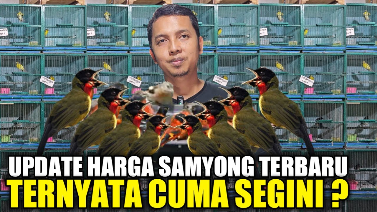 TUMPAH RUAH ! PULUHAN EKOR SAMYONG BODY FUSO DIJUAL MURAH HARI INI DIKIOS LANGGENG JAYA