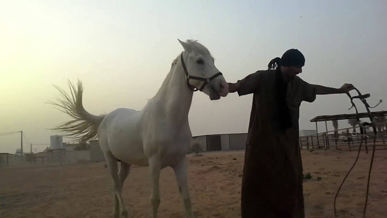طريقة تركيب الرشمة على رأس الحصان