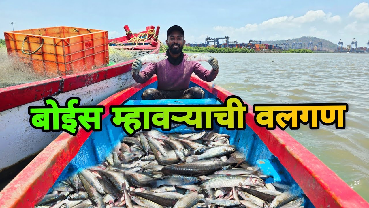कमरेभर चिखलात ओढला पेरा | पोता भरून बोईस म्हावरा | Dangerous Mullets Fishing | Indian Fishing