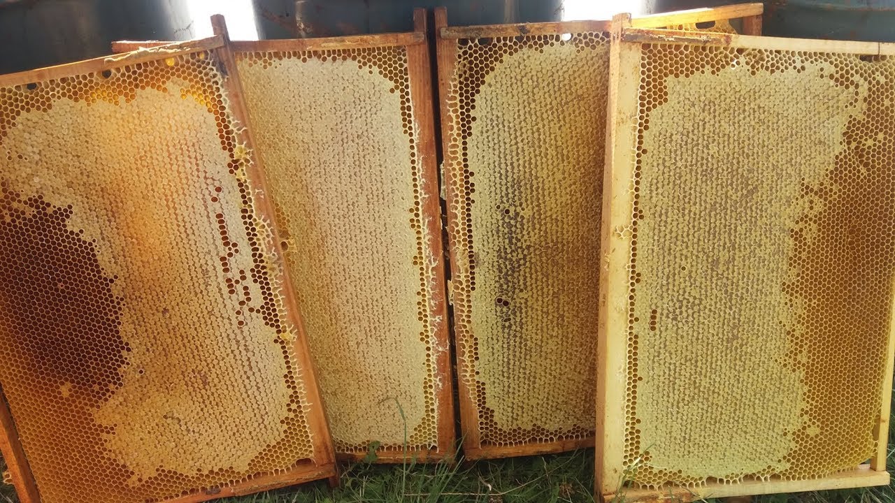 La Floarea Soarelui - LA EXTRAS DE MIERE