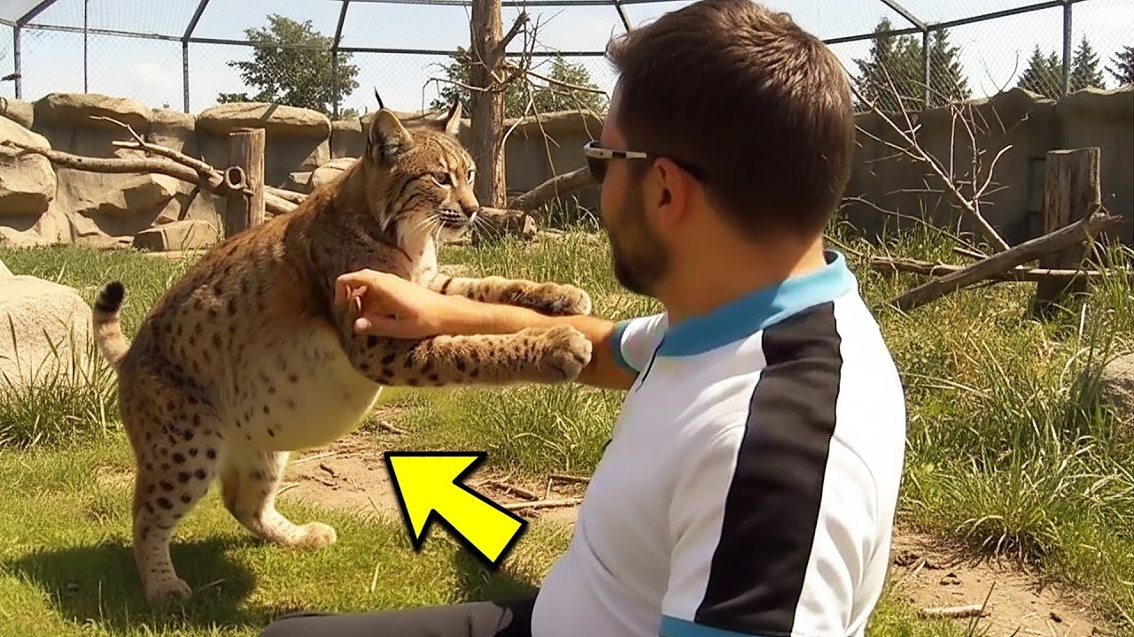 Pregnant Bobcat Refuses to Let Her Keeper Leave, Everyone Laughed—Until the Truth Left Them in Tears