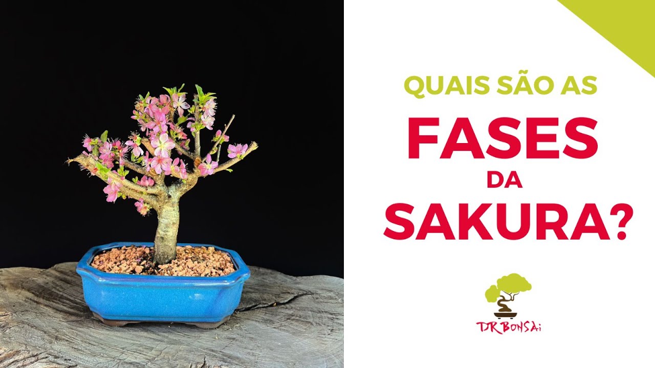 Quer saber quais são as fases da Sakura (cerejeira japonesa)?