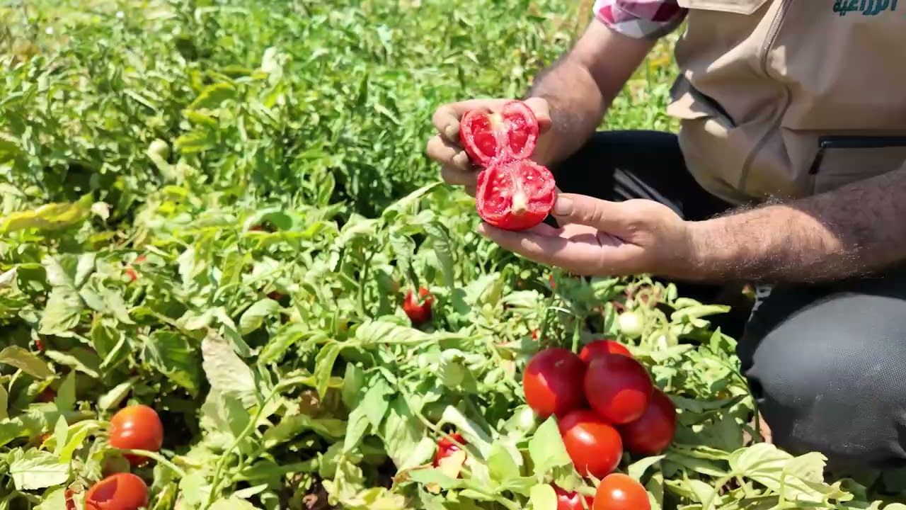 بندورة صنف جوما شركة تسنيم الزراعية