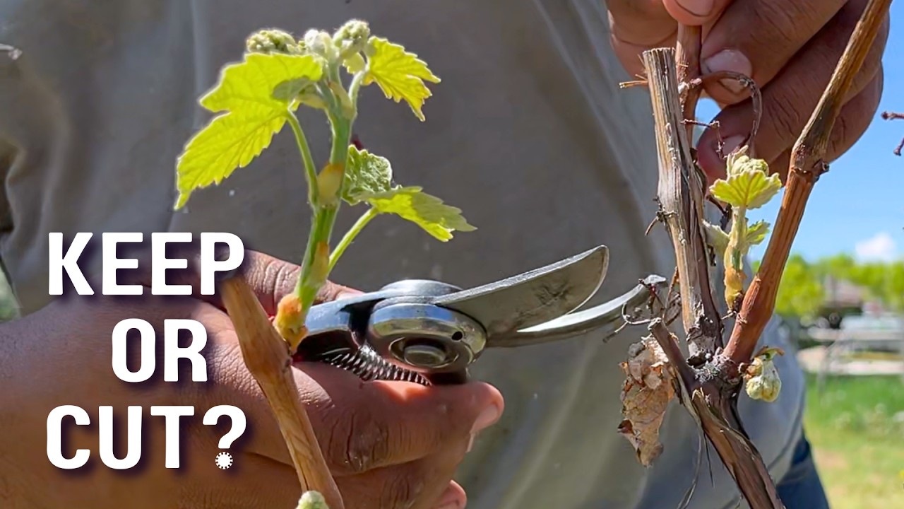 The BEST Way To Prune Grapes in Lower Cordon Style