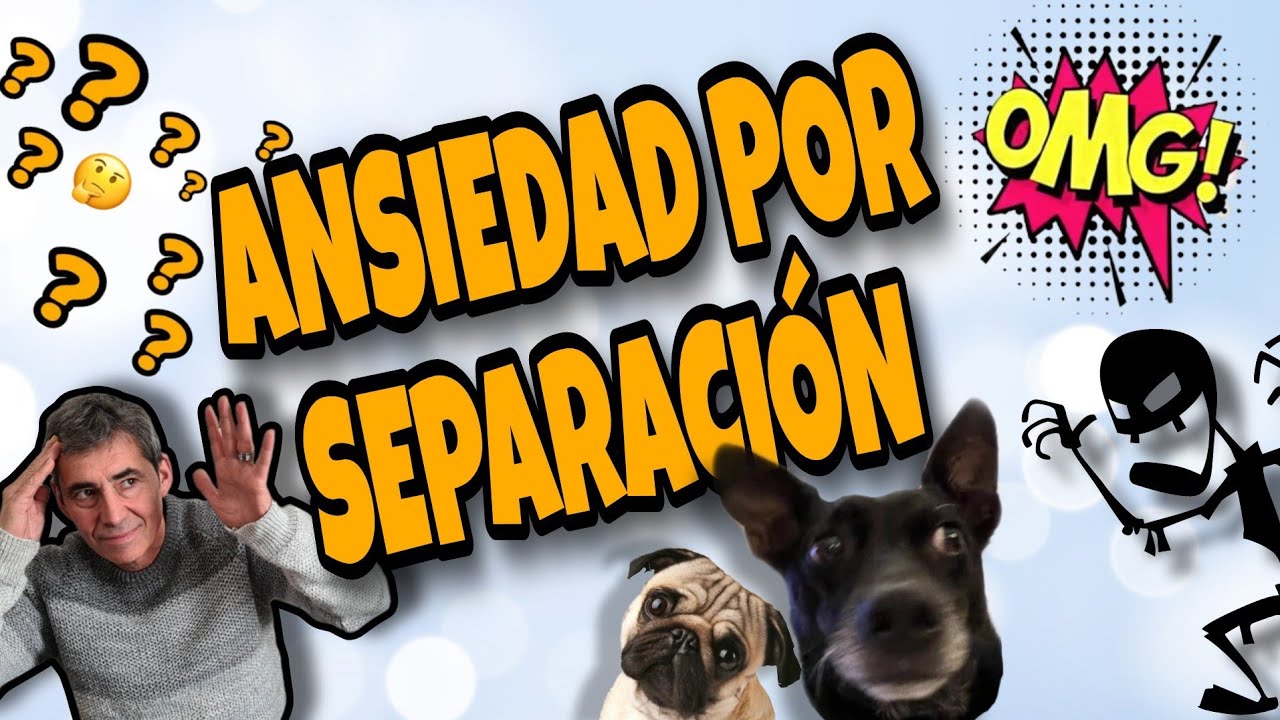 Mi perro tiene ansiedad por separación ¿Qué hago?