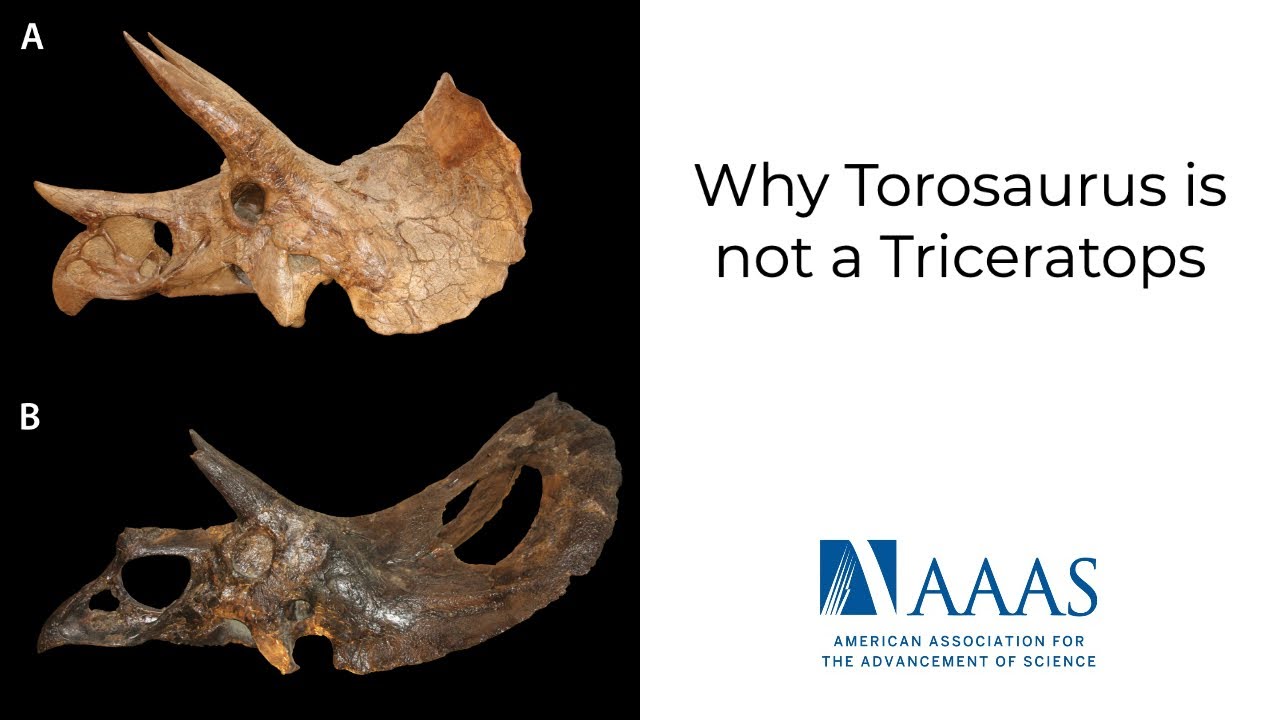 Why Torosaurus is not a Triceratops