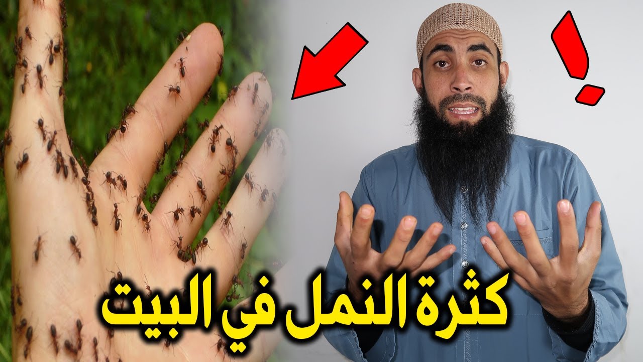 كثرة النمل في البيت بدون سبب وهل له علاقة بالسحر شاهد حتى النهاية