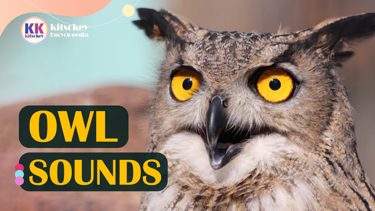 Owl Sounds, Different types of owl sounds, owl sounds at night, owl sound