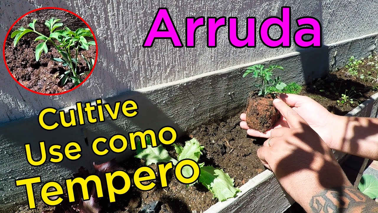 Arruda O Que &eacute; e Como Plantar em Casa