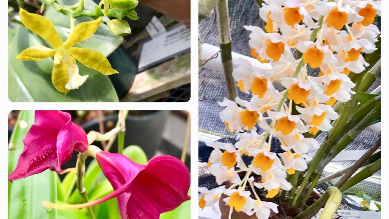 LYMAN ESTATE GREENHOUSE TOUR - ORCHIDS & MORE!