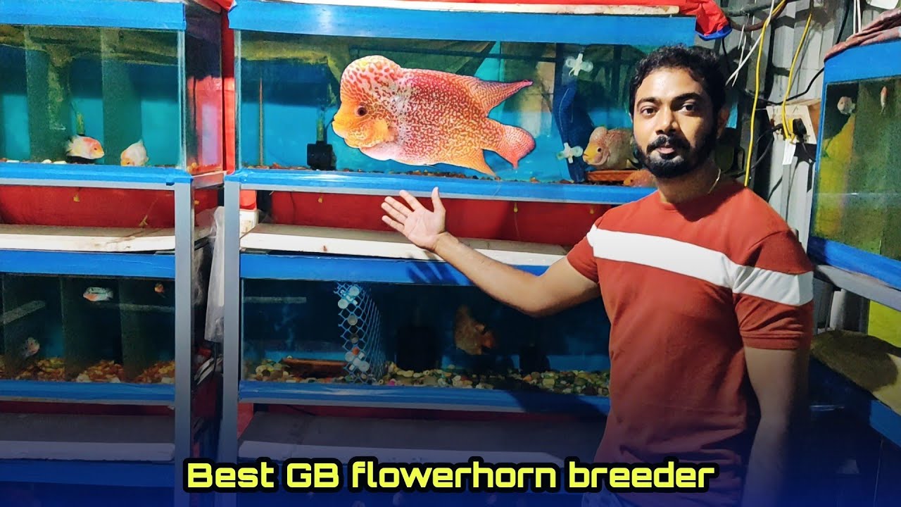 Golden base flowerhorn farm tour | BGB aqua kingdom | தமிழ்