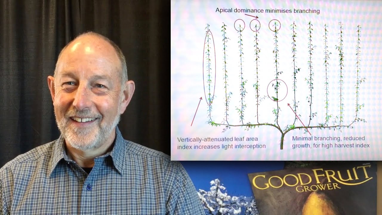 Методы повышения урожайности яблоневых садов