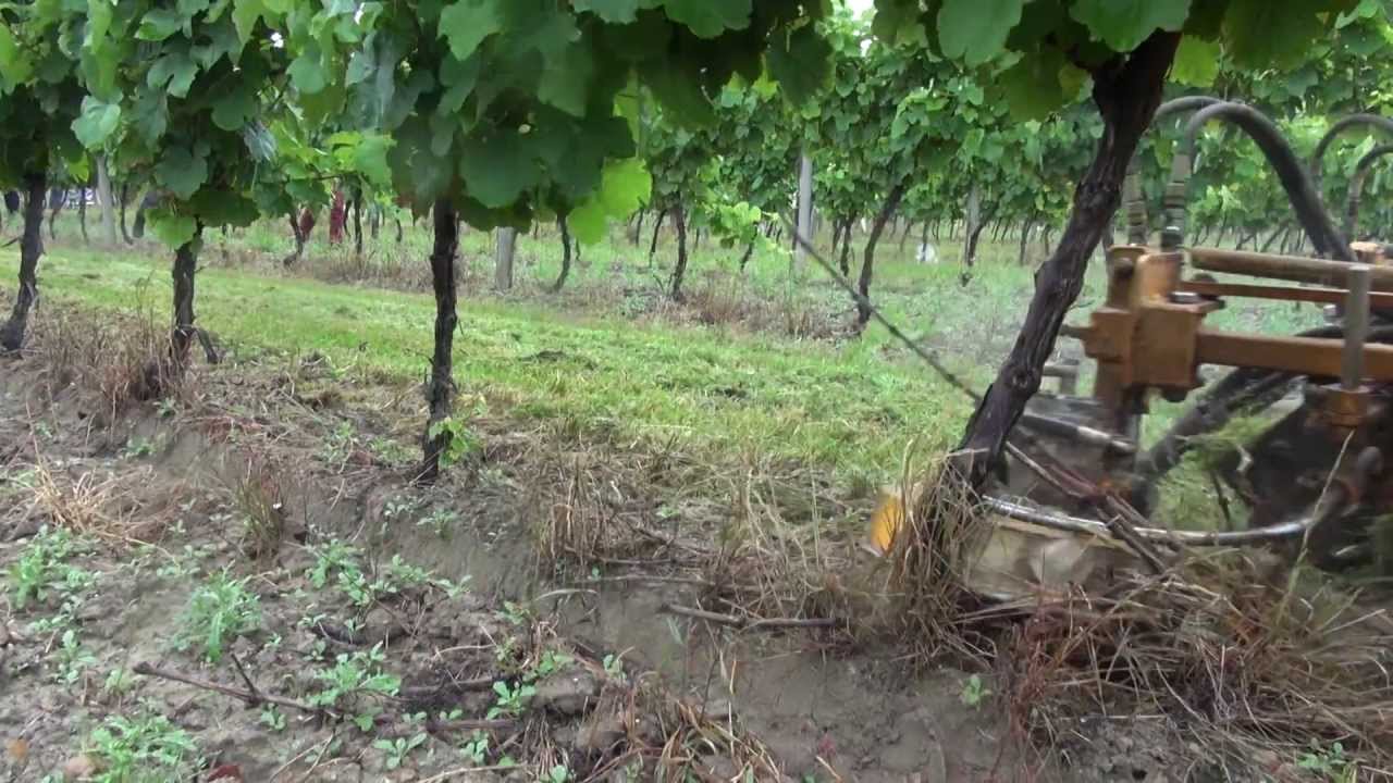 journee technique viticole du 3 juillet 2013